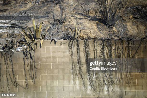 Burned vines hang from a wall at a destroyed home during the Skirball Fire in the Bel Air neighborhood of Los Angeles, California, U.S., on...