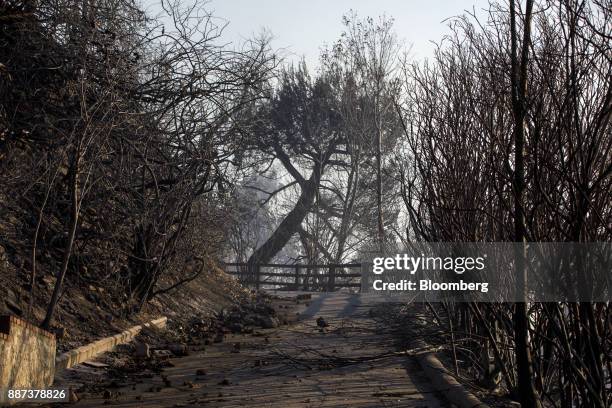 Charred trees line the driveway of a destroyed home during the Skirball Fire in the Bel Air neighborhood of Los Angeles, California, U.S., on...