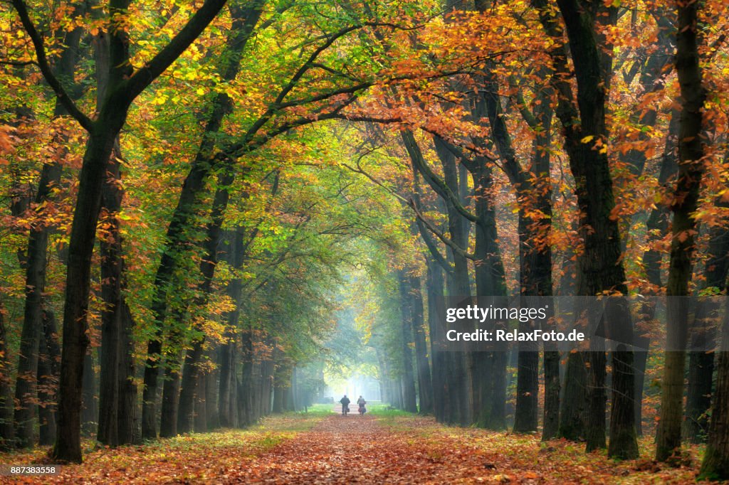 Rear view on Senior couple cycling on treelined path through majestic autumn leaf colors of beech trees