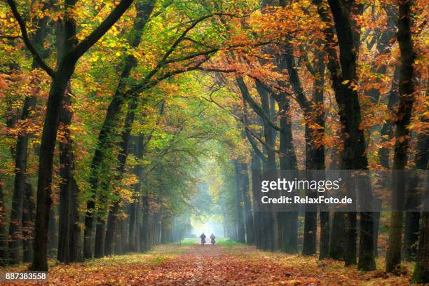 rear view on senior couple cycling on treelined path through majestic autumn leaf colors of beech trees - canopy walkway stock pictures, royalty-free photos & images