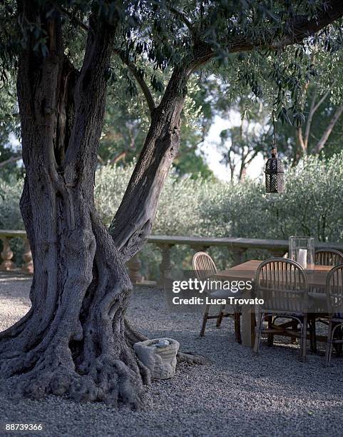 Tree With Table Tree Trunk Table Photos and Premium High Res Pictures - Getty Images