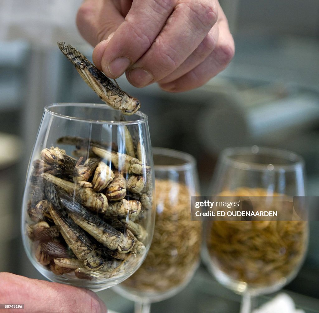 Fried grashoppers are served in the cant