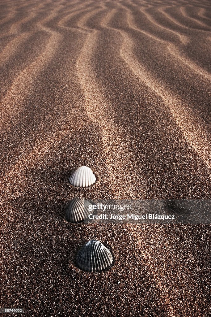 Black grey white shells on sand. 
