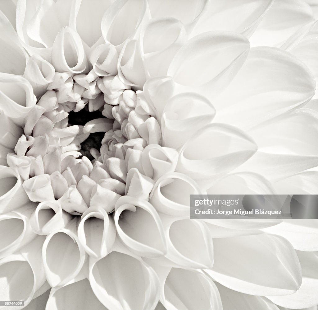 White Dahlia (Dalia Blanca)