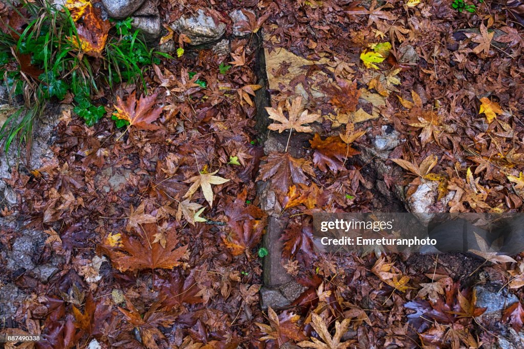 Dry leaves on footpath with tree roots.