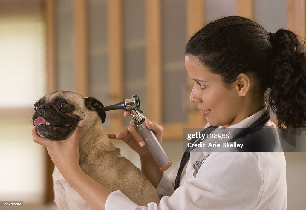 Hispanic veterinarian examining dog's ear