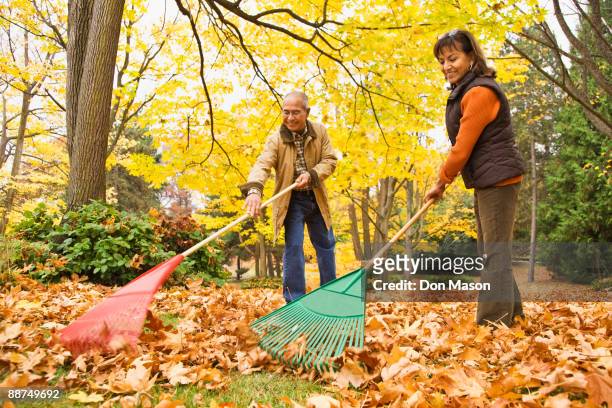hispanic couple raking autumn leaves - bent leaf stock pictures, royalty-free photos & images