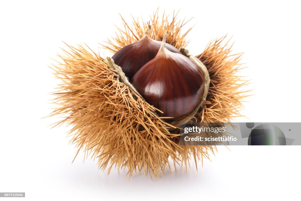 Chestnut in husk