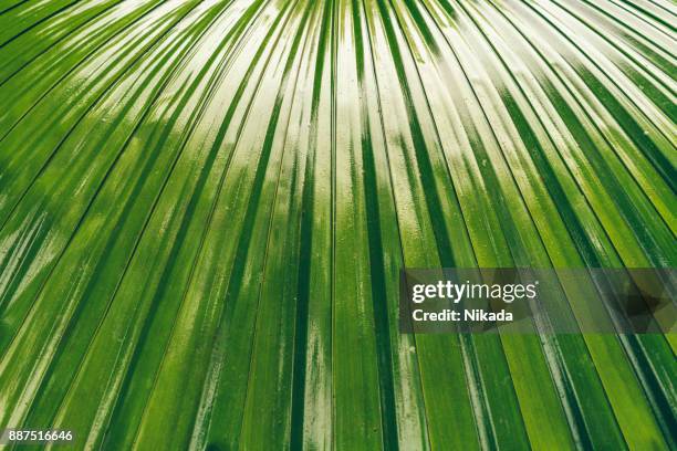 tropical palm leaves detail , brazil - palm tree texture stock pictures, royalty-free photos & images