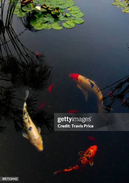 circle of fish - koi fish top view stock pictures, royalty-free photos & images