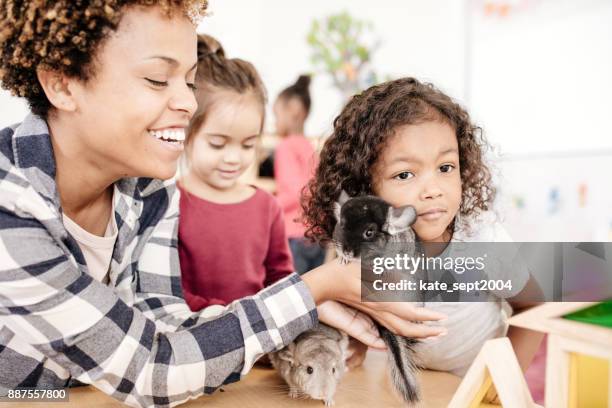 kinder lernen über haustiere - chinchilla stock-fotos und bilder