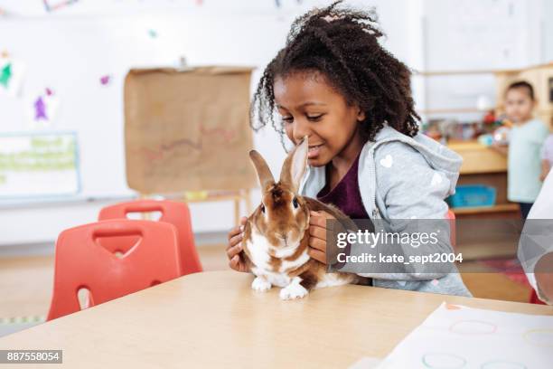 daycare learning activities - rabbit animal stock pictures, royalty-free photos & images