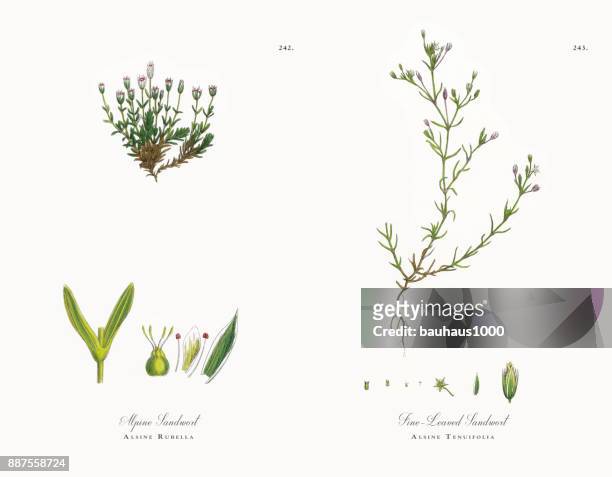 alpine sandwort, alsine röteln, viktorianischen botanische illustration, 1863 - sandwort stock-grafiken, -clipart, -cartoons und -symbole