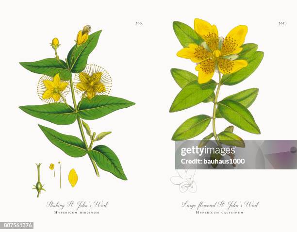 stockillustraties, clipart, cartoons en iconen met stinkende st. janskruid, hypericum hircinum, victoriaanse botanische illustratie, 1863 - st john's wort