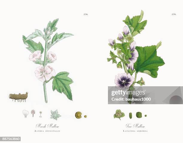 illustrazioni stock, clip art, cartoni animati e icone di tendenza di marsh mallow, althea officinalis, illustrazione botanica vittoriana, 1863 - bismalva