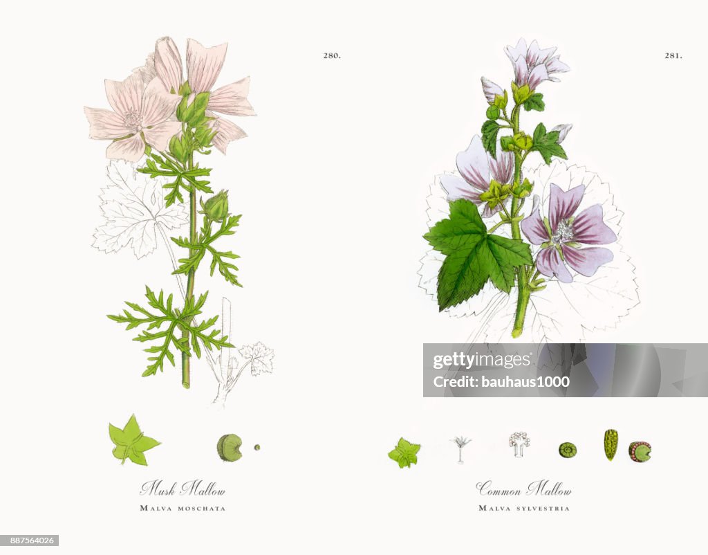 Musk Mallow, Malva moschata, Victorian Botanical Illustration, 1863