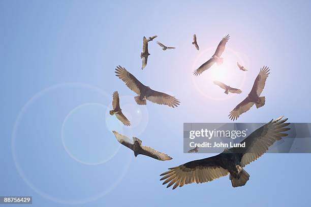 the end is near - birds flying foto e immagini stock