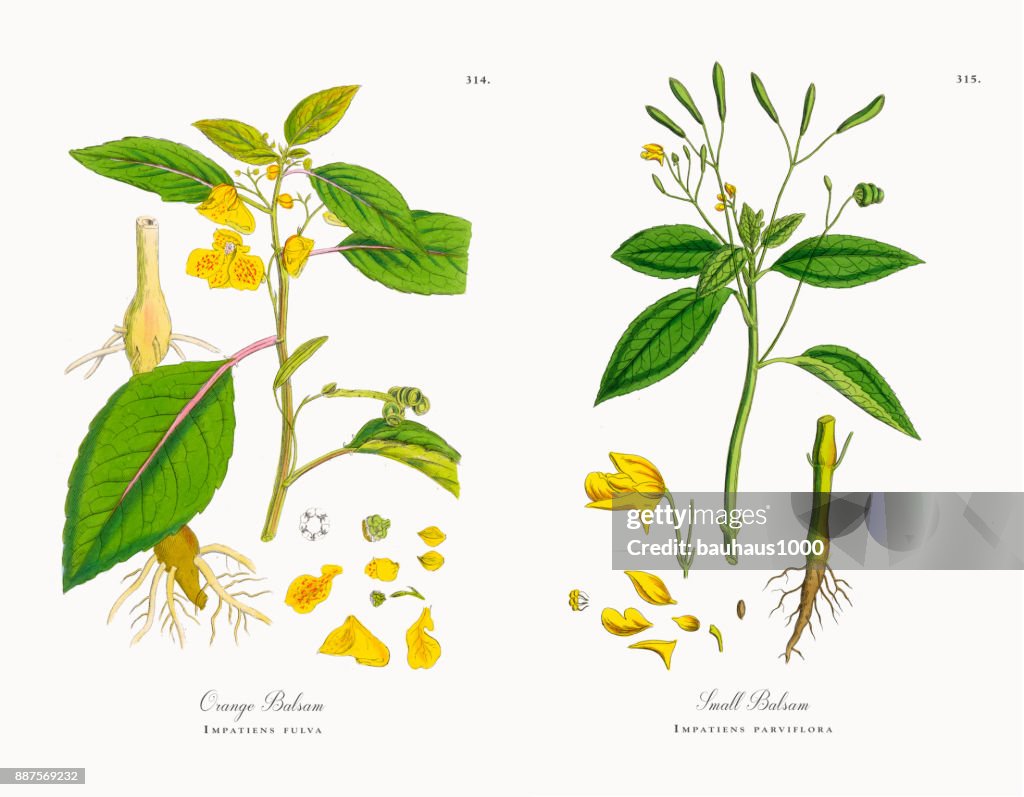 Orange Balsam, Impatiens fulva, Victorian Botanical Illustration, 1863
