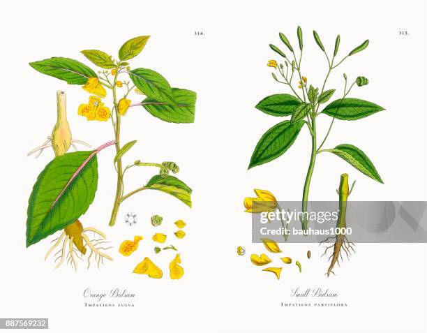 orange balsam, impatiens fulva, victorian botanical illustration, 1863 - abies balsamea stock illustrations