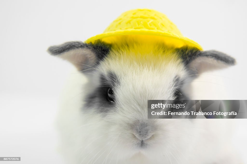 Baby animal with hat