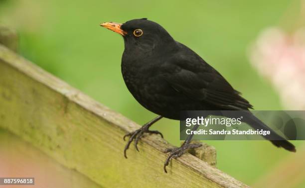 a stunning male blackbird (turdus merula) perched on a fence. - blackbird stock pictures, royalty-free photos & images