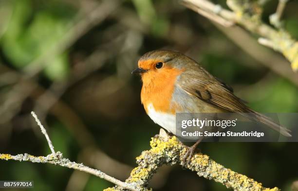 a pretty robin (erithacus rubecula) perched on a branch covered in lichen. - portrait lachen stock pictures, royalty-free photos & images