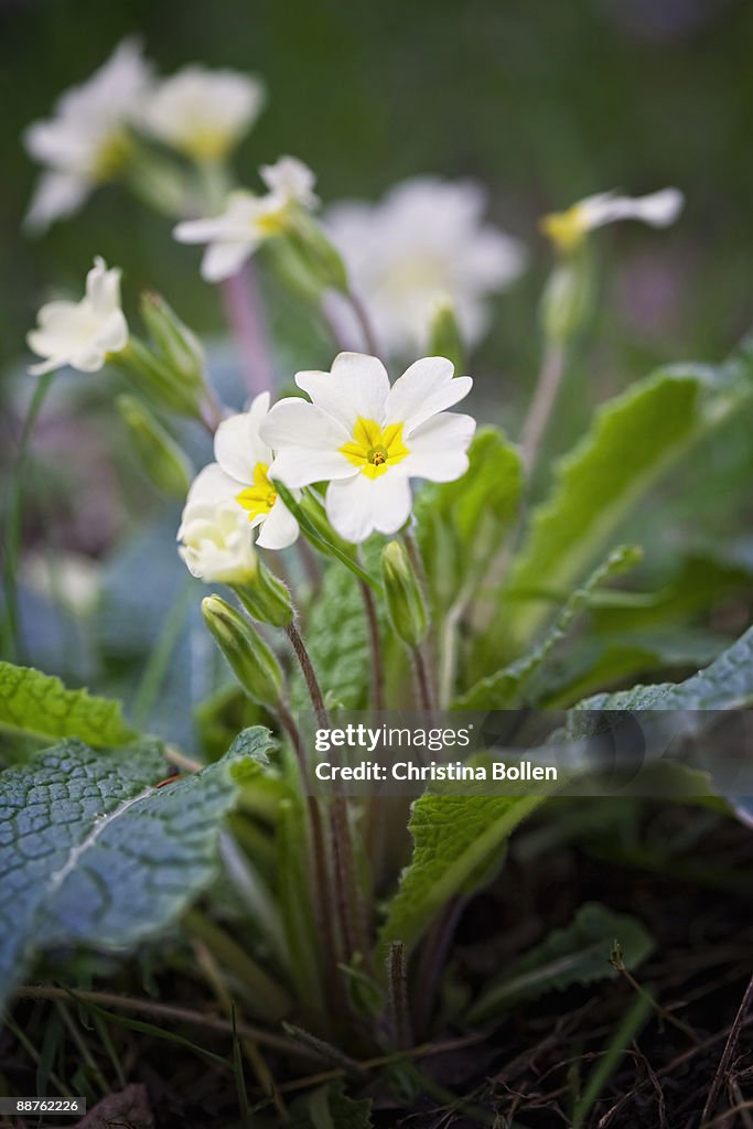 Primrose (Primula vulgaris) in woodland, Yorkshire April 2008
