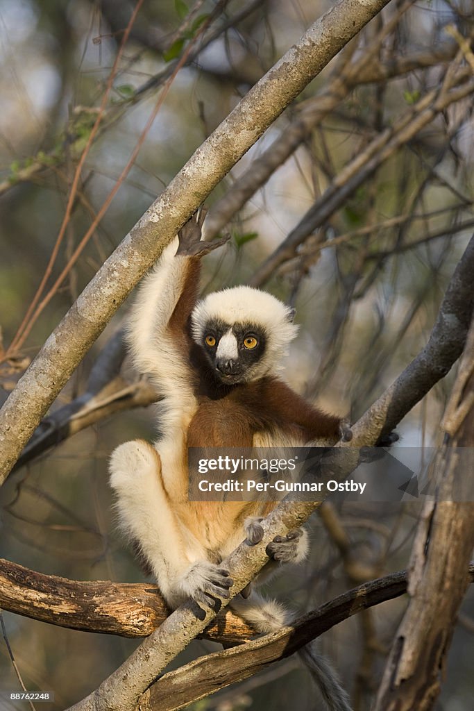 Coquerels Sifaka (Propithecus coquereli) perched in tree, Anjajavy, Madagascar