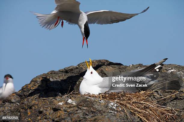 common gull (larus canus) protecting nest from common tern (sterna hirundo), baltic sea coast - common aims stock-fotos und bilder