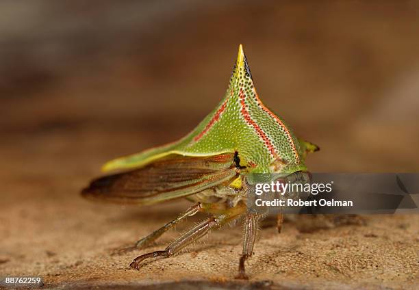 katydid (family tettigoniidae) on leaf, colombia - warning coloration stockfoto's en -beelden