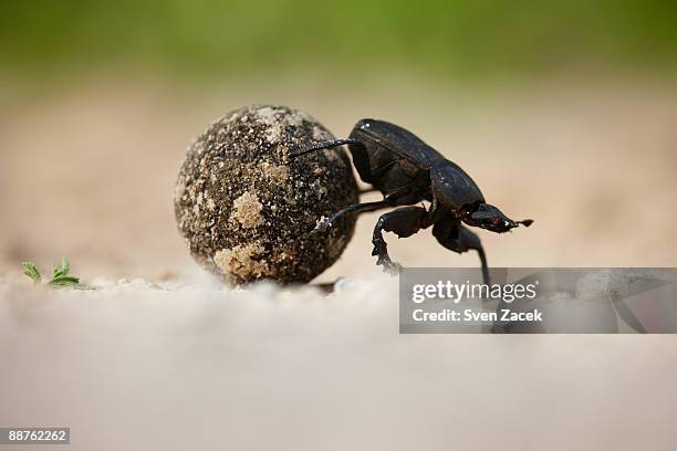 Rolling Back Insect Insect Droppings Photos and Premium High Res Pictures - Getty Images