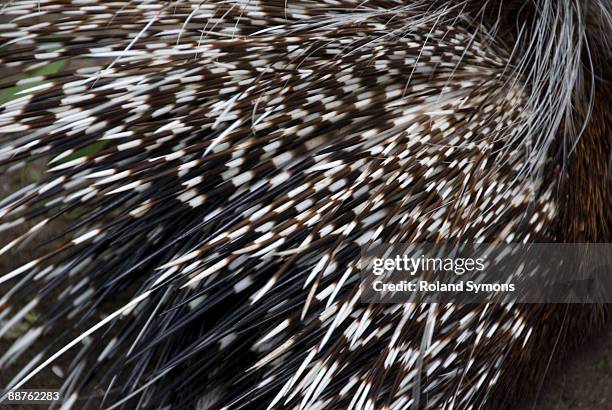 porcupine (suborder hystricomorpha) quills - spike hair stock pictures, royalty-free photos & images
