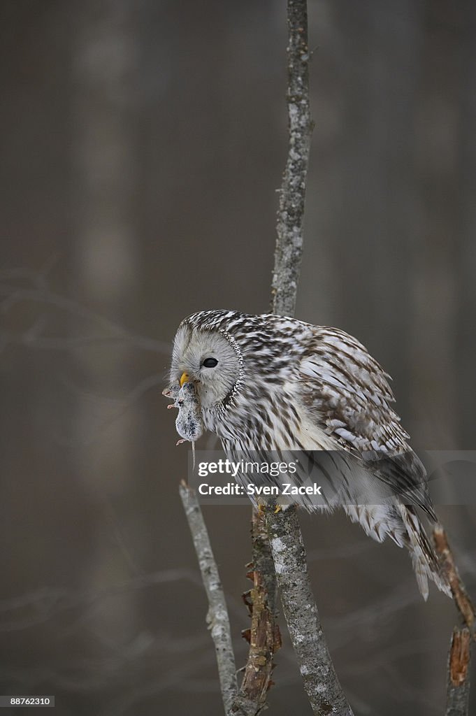 Wild Ural owl (Strix uralensis) eating rodent in tree, Estonia