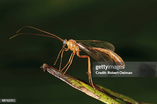 wasp (rhopalosoma sp.) on plant, colombia - orange wasp stock pictures, royalty-free photos & images