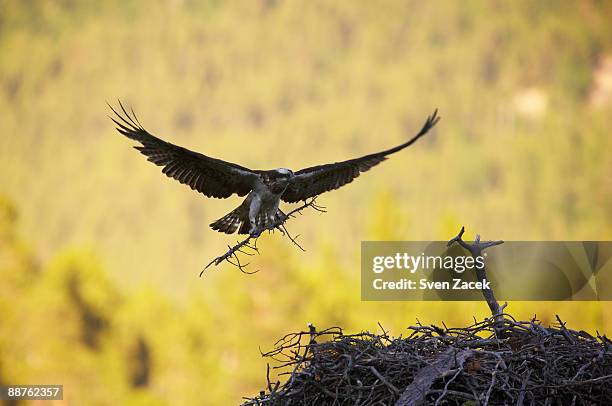 wild osprey (pandion haliaetus) building nest, northern norway - fischadler stock-fotos und bilder