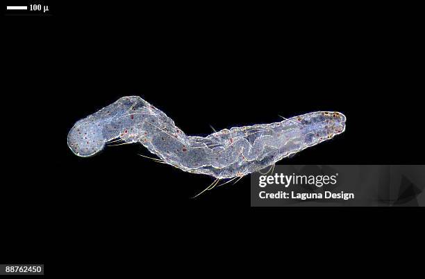 light micrograph of annelid worm (aeolosoma sp.) - bristle worm stock pictures, royalty-free photos & images