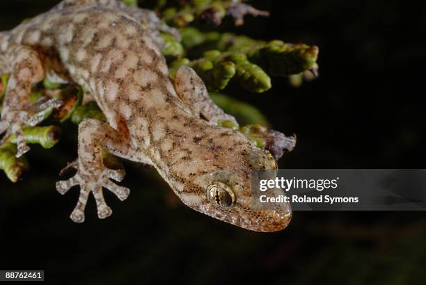 marbled leaf toed gecko (afrogecko porphyrus), port elizabeth, eastern cape, south africa - geckoödla bildbanksfoton och bilder