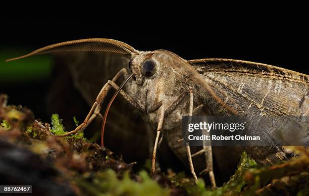 Probascics Insects Insect Proboscises Photos and Premium High Res Pictures - Getty Images