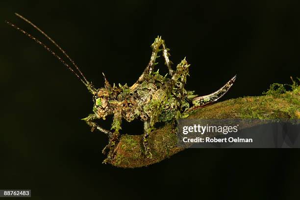 katydid (family tettigoniidae) perched on wood, colombia - katydid stock pictures, royalty-free photos & images