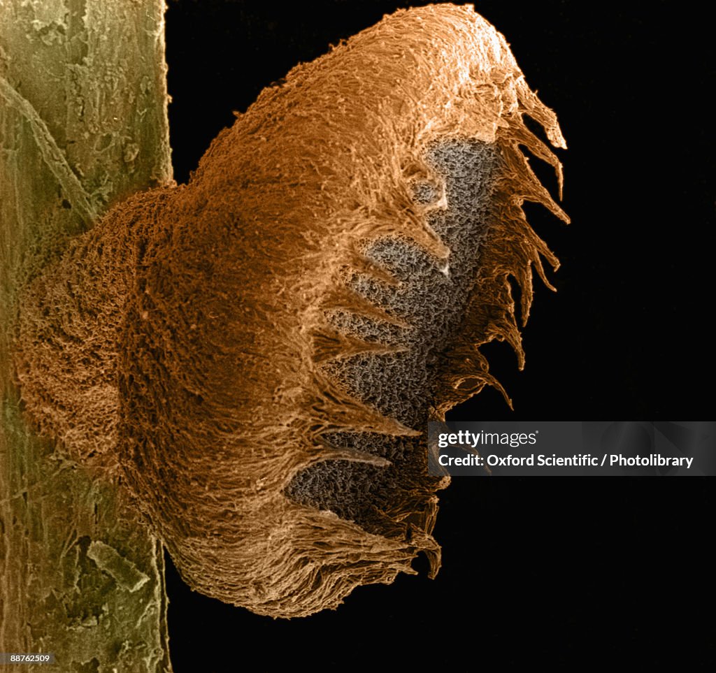 Colourised SEM image of Saprophytic Cup Fungus (Peziza sp.) showing multicellular hyphae forming mycelium