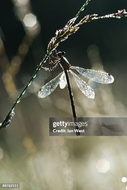 emerald damselfly (lestes sponsa) female in early morning dew, sussex, uk, august - sponsa stock-fotos und bilder