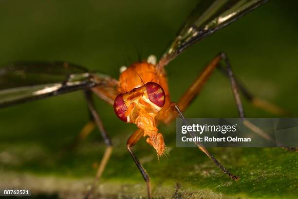 acalyptrate fly (family richardiidae) on leaf, colombia - warning coloration stockfoto's en -beelden