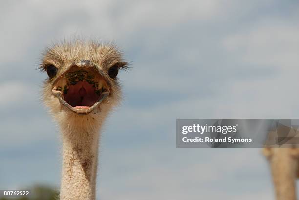 ostrich (struthio camelus) oudtshoorn, south africa - animal mouth open stock pictures, royalty-free photos & images