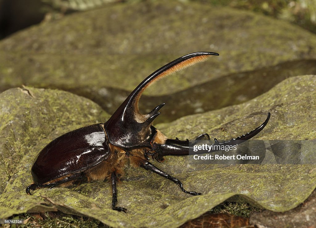 Hercules beetle (Dynastes neptunus) on leaf, Colombia