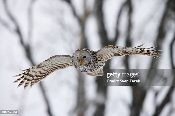 wild ural owl (strix uralensis) in flight, estonia - ural owl stock pictures, royalty-free photos & images
