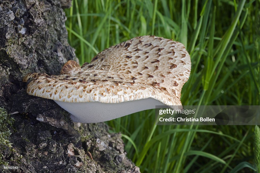 Dryads saddle (Polyporus squamosus) on tree stump, Yorkshire, May