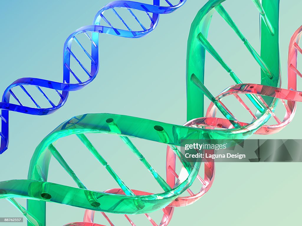 Illustration of Z-DNAs left-wound double helix structure a biologically active, transient form of DNA