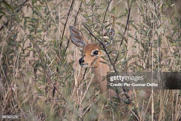 steenbok (raphicerus campestris), madikwe game reserve, south africa - wildschutzgebiet madikwe stock-fotos und bilder