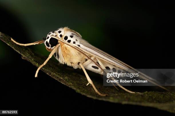 moth (family arctiidae) on leaf, colombia - warning coloration stockfoto's en -beelden