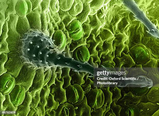 colourised sem image of trichome on ornamental plant (loasa sp.). these plants are usually prickly herbs, or sub shrubs; their trichomes therefore fulfilling a defensive function. - human hair microscope stock pictures, royalty-free photos & images